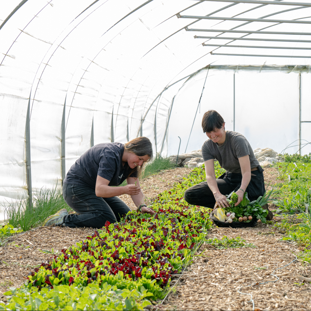 Le potager d’Isalie