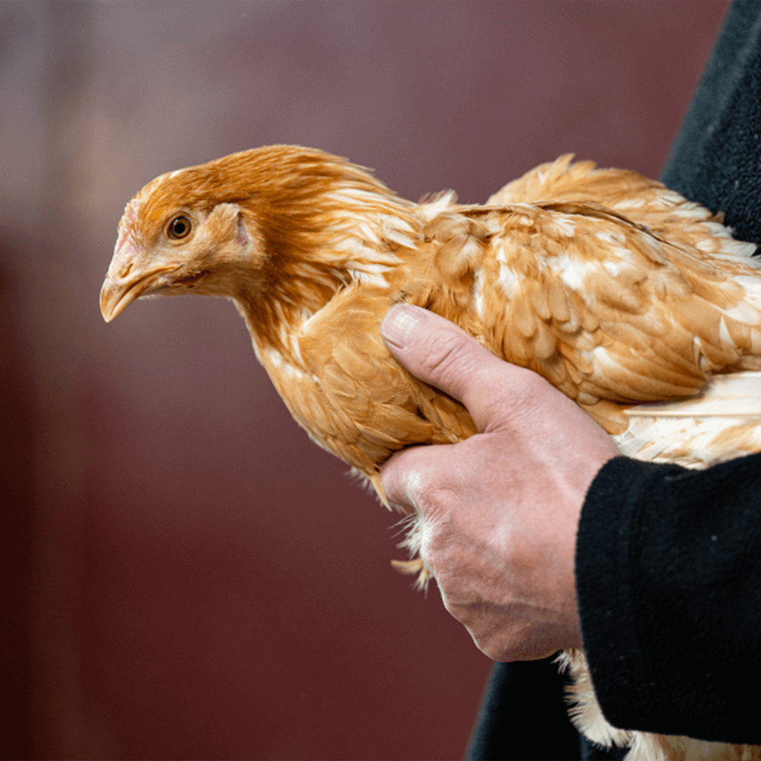Les poulets de St André, Ferme Hossay